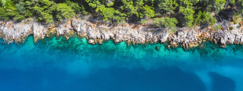 Coastline water and trees